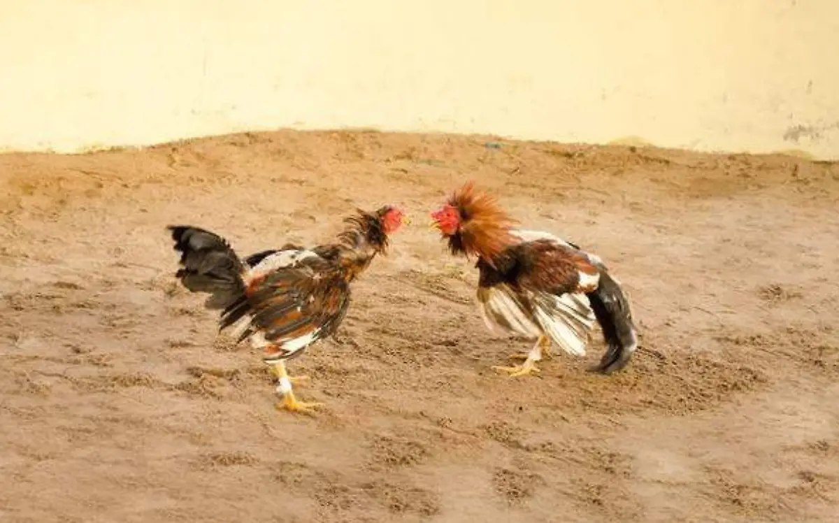 Peleas de gallos del maltrato animal a la generación de miles de empleos en Pánuco